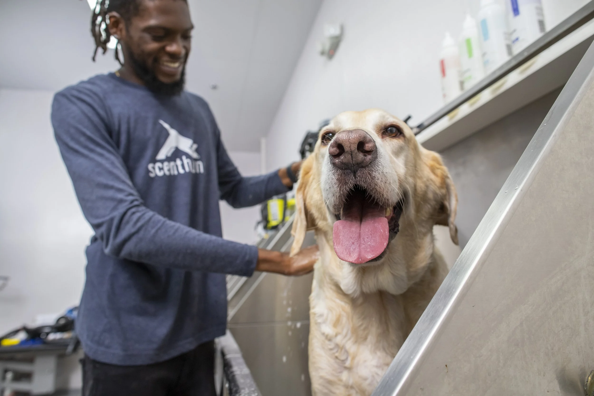 Dog grooming monthly sales box